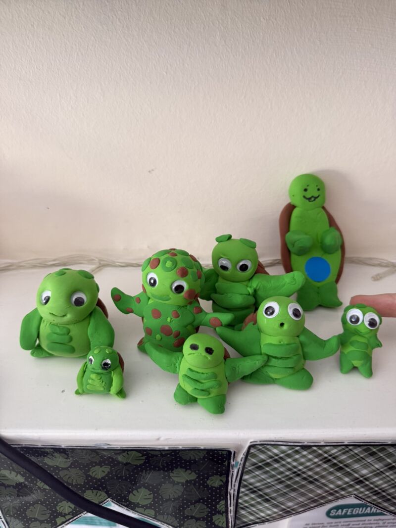 Image for the Tweet beginning: It’s World Turtle Day !
