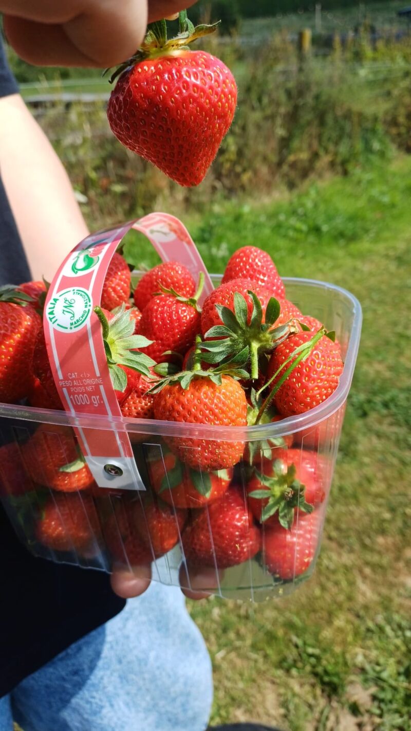 Image for the Tweet beginning: Students enjoyed picking strawberries 🍓