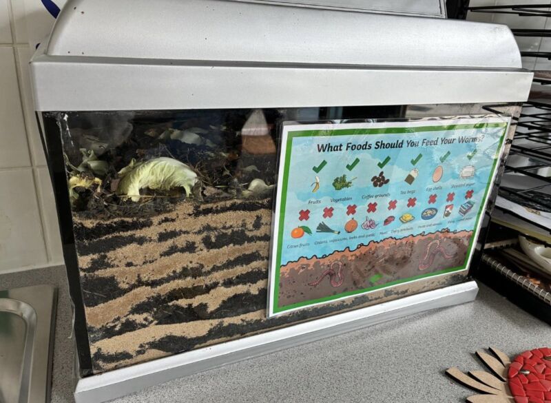 Image for the Tweet beginning: Bishop Thornton have a wormery!