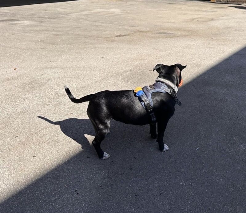 Image for the Tweet beginning: Luna our new therapy dog